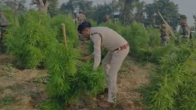 Tripura police destroy 800,000 cannabis plants in major anti-drug operation
