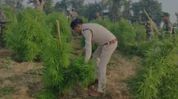 Tripura police destroy 800,000 cannabis plants in major anti-drug operation Tripura police destroy 800,000 cannabis plants in major anti-drug operation