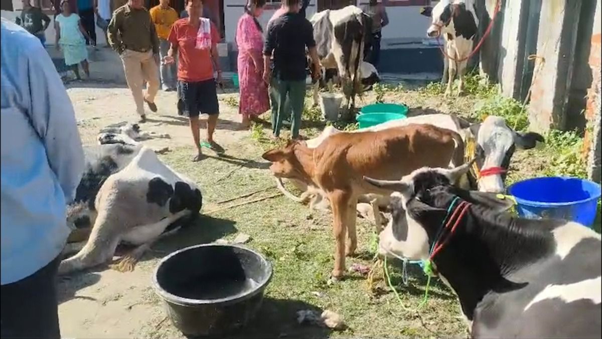 Assam: Rs 20 lakh extortion alleged as cattle truck stopped twice in Nalbari