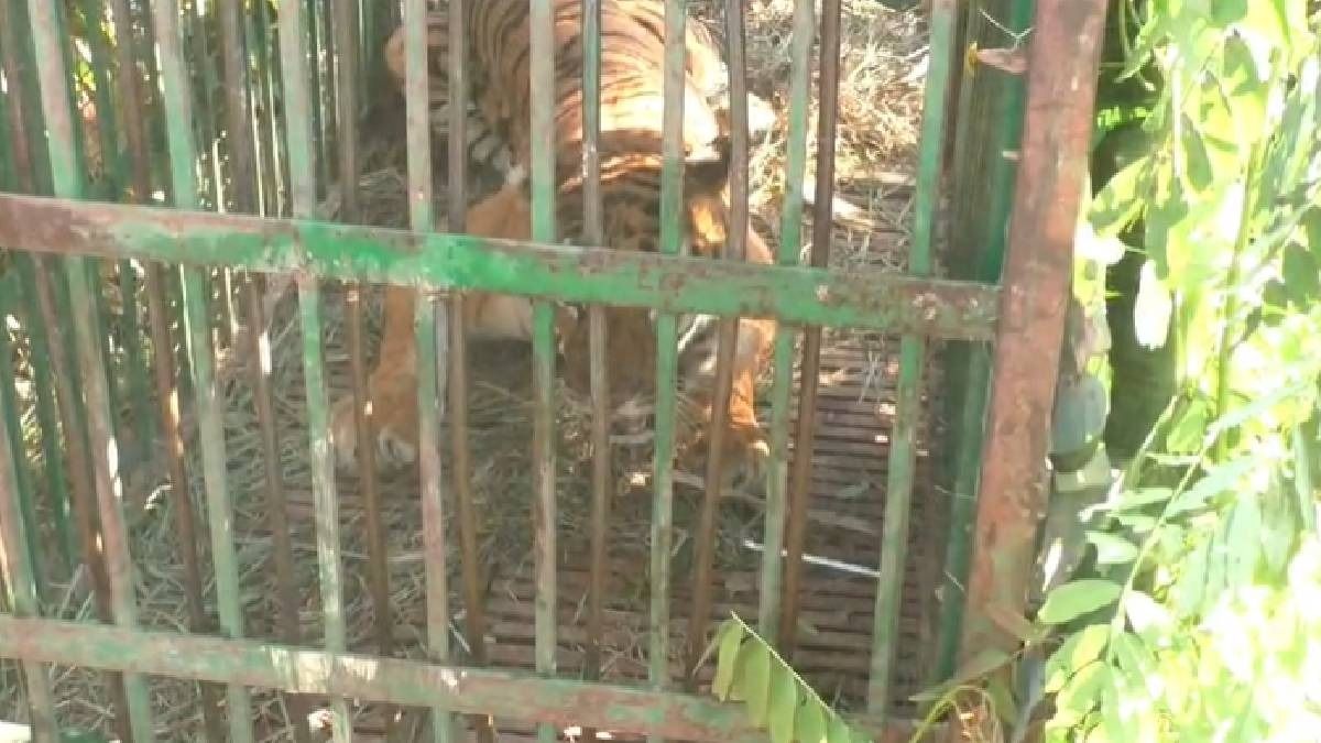 Assam: Massive tiger that strayed out of Orang National Park, captured at Kaupati tea estate