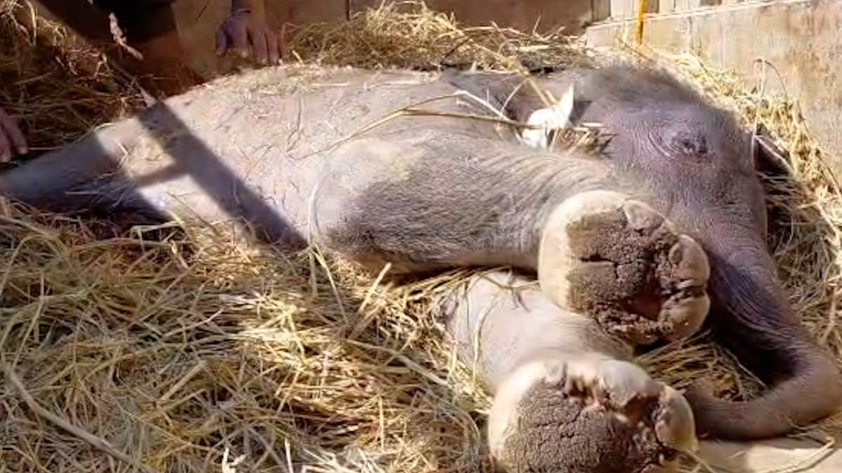 Newborn elephant calf battles for life after train accident in Assam