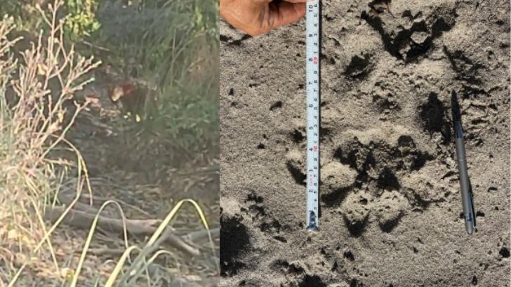 Arunachal: Rare Royal Bengal Tiger sighting reported in Pasighat’s Siku Reserved Forest