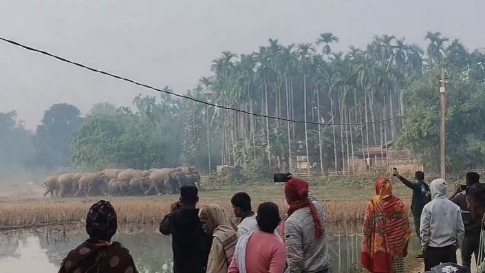 Elephant herd enters villages in Assam's Boko, residents stay indoors as damage mounts