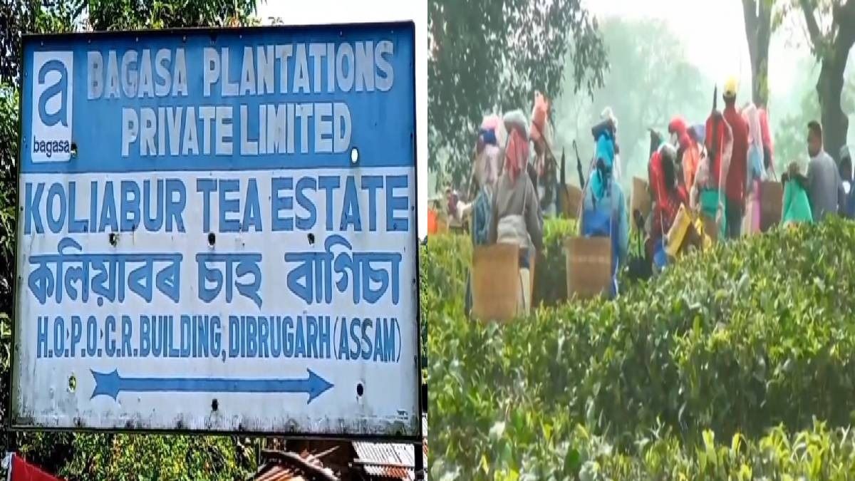 Assam: Tea workers protest at Kaliabor estate, demand clearance of Rs 33 crore pending dues