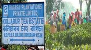 Assam: Tea workers protest at Kaliabor estate, demand clearance of Rs 33 crore pending dues Assam: Tea workers protest at Kaliabor estate, demand clearance of Rs 33 crore pending dues