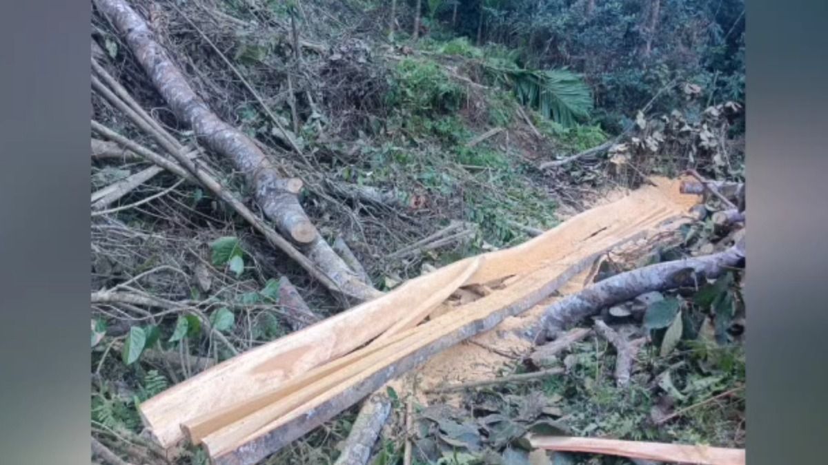Assam: AAMSU alleges illegal tree felling at Hailakandi government sericulture farm, seeks probe