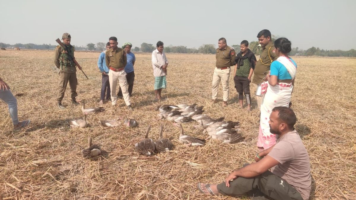 Over 50 migratory birds found dead in Assam's Majuli; poisoning suspected