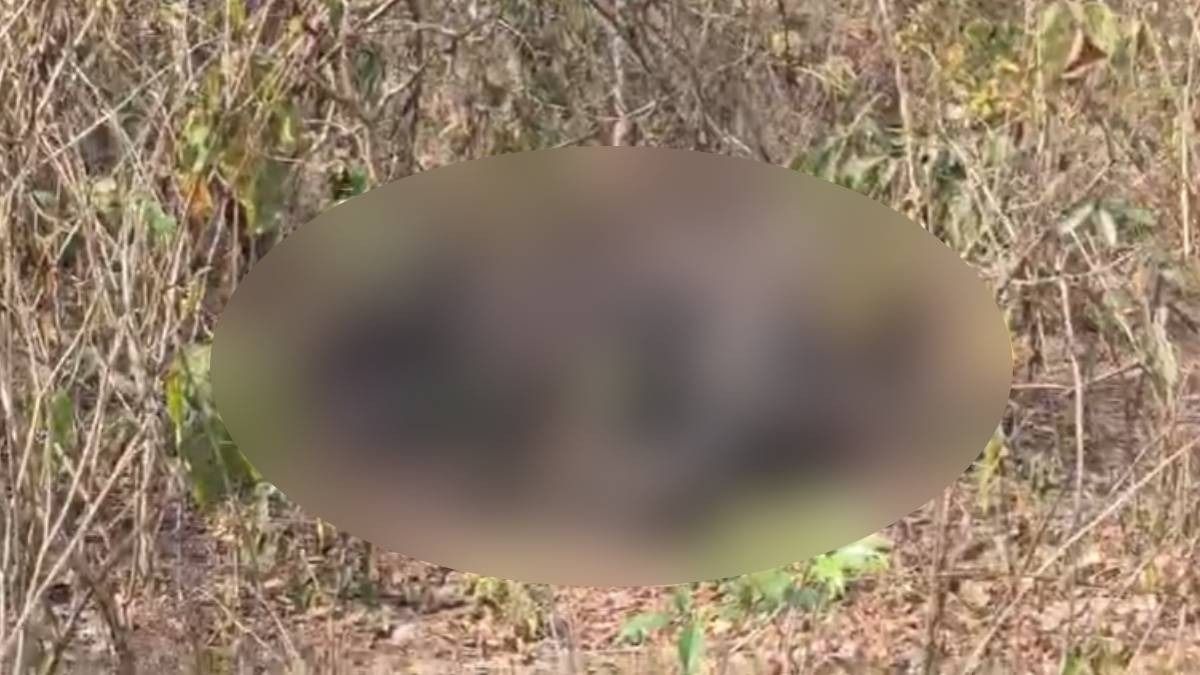 Elephant found shot dead near India–Bhutan border, poaching suspected in Raimona National Park Zone