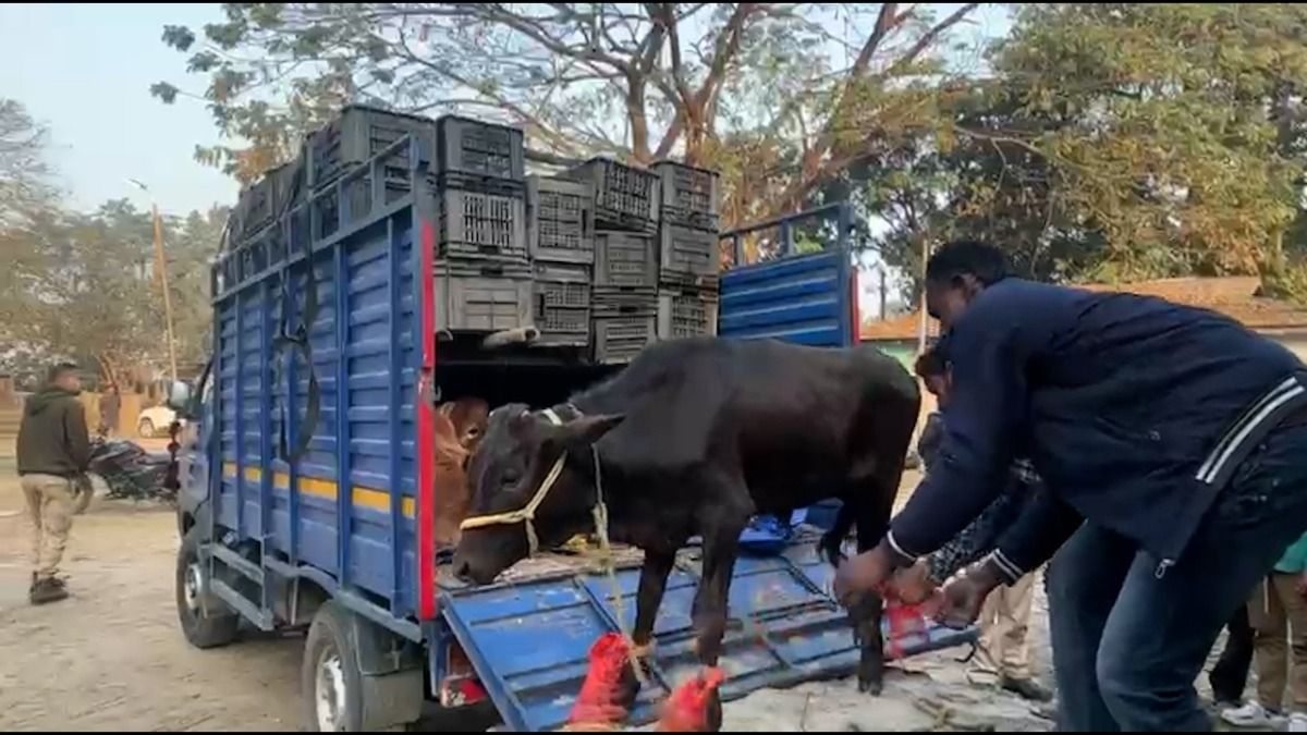 Cattle smuggling bid foiled in Golakganj, 12 cows rescued; two arrested