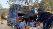 Cattle smuggling bid foiled in Golakganj, 12 cows rescued; two arrested Cattle smuggling bid foiled in Golakganj, 12 cows rescued; two arrested