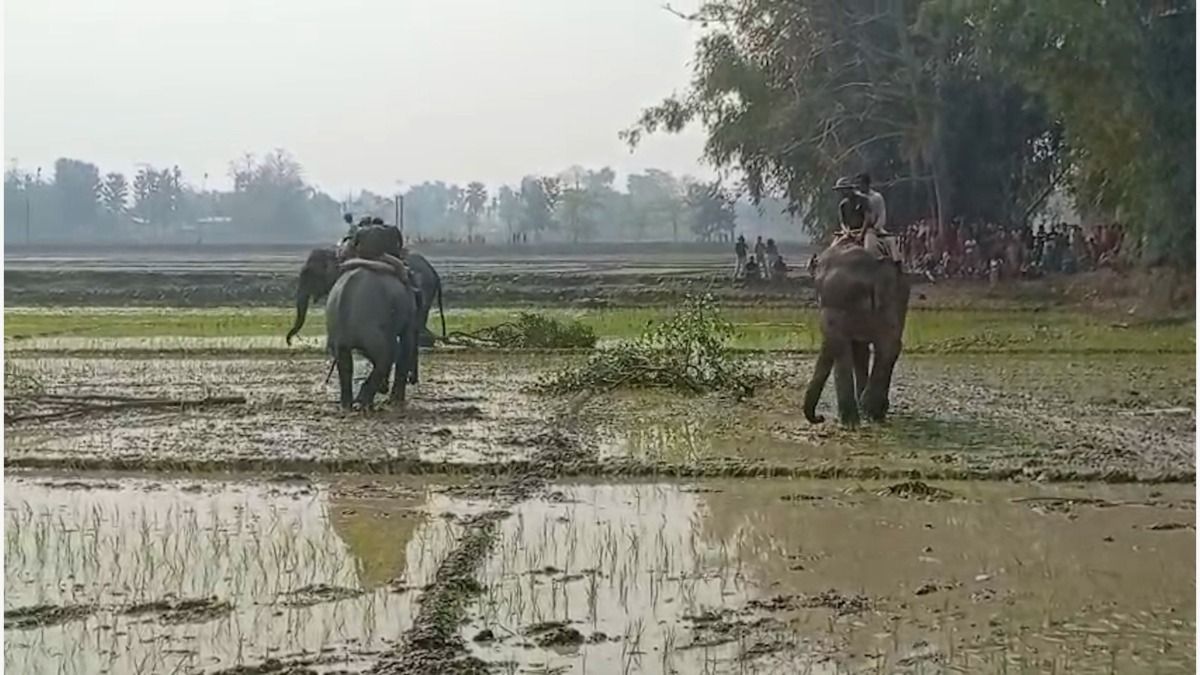 Massive eviction drive in Laokhowa Sanctuary, forest dept destroys illegal paddy and fisheries on govt land