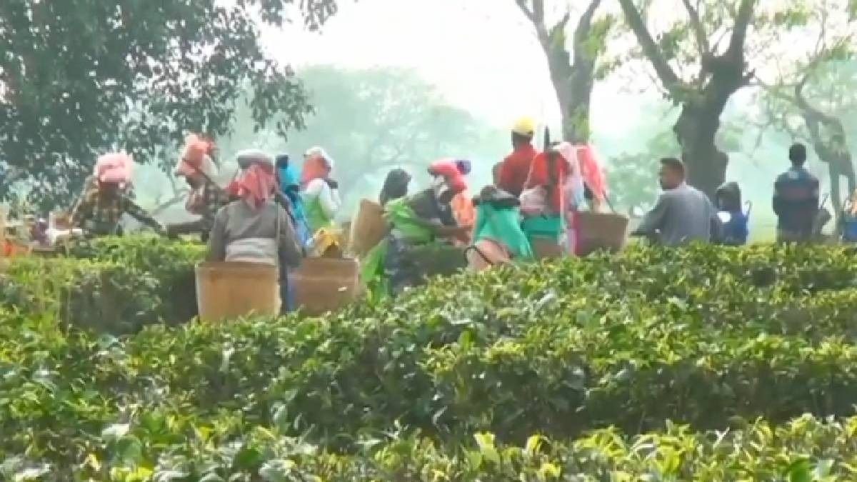 Work resumes at Assam's Kaliabor tea estate after 30-day deadlock over unpaid wages, medical facilities