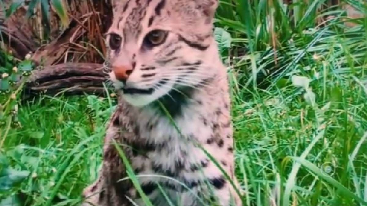 Assam: Kaziranga puts spotlight on endangered Fishing Cat, over 50 recorded inside the national park