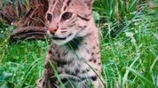 Assam: Kaziranga puts spotlight on endangered Fishing Cat, over 50 recorded inside the national park Assam: Kaziranga puts spotlight on endangered Fishing Cat, over 50 recorded inside the national park