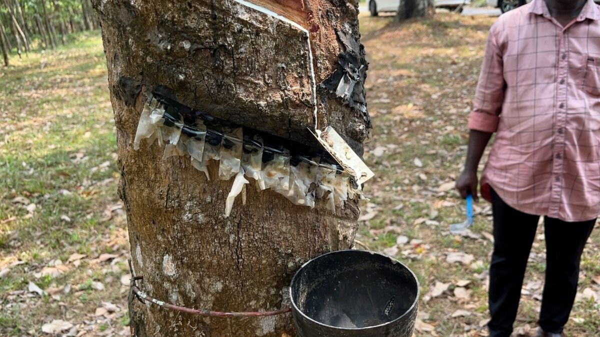 Manipur has multiple suitable zones for rubber plantation: Rubber Board Official