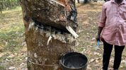 Manipur has multiple suitable zones for rubber plantation: Rubber Board Official Manipur has multiple suitable zones for rubber plantation: Rubber Board Official