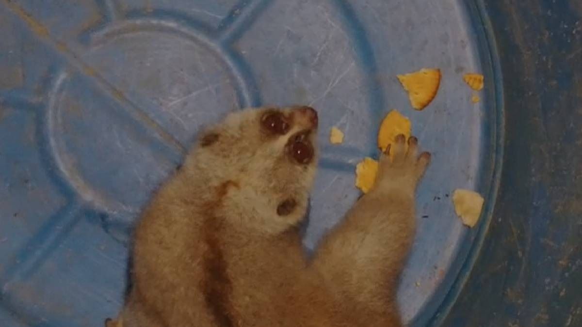 Endangered baby Slow Loris rescued from stray dogs in Assam’s Bokakhat