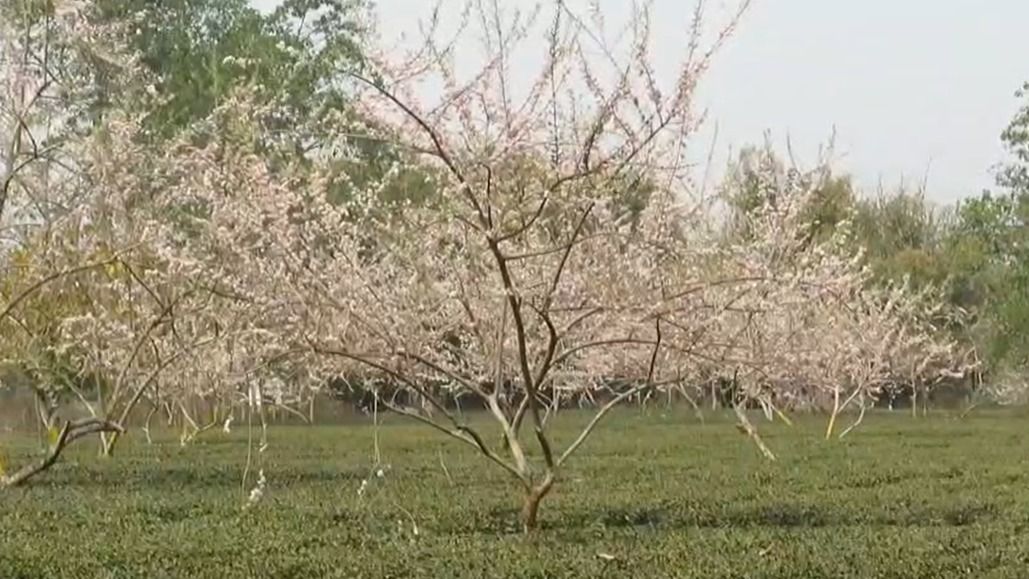 Gliricidia flowers bloom in Assam's Dalamara, herald the arrival of spring 
