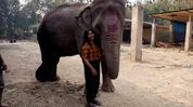 Women’s Day: Assam’s ‘Elephant Girl’ from Bokakhat dedicates life to caring for elephants Women’s Day: Assam’s ‘Elephant Girl’ from Bokakhat dedicates life to caring for elephants