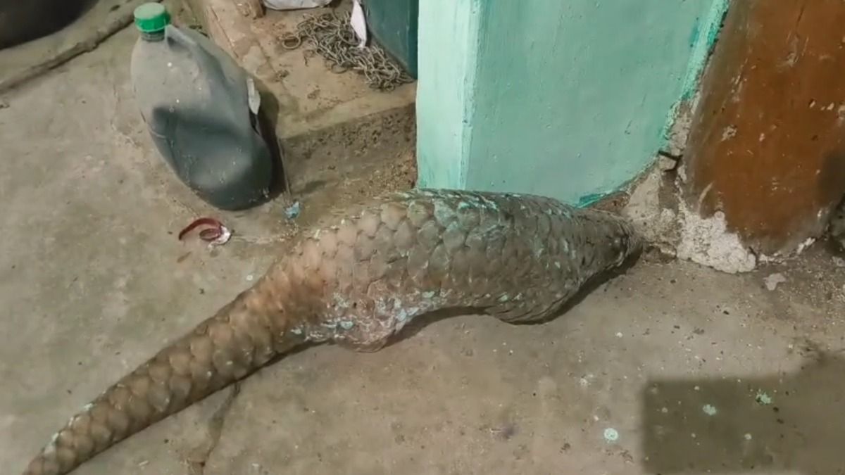 Pangolin seized, two arrested in joint operation by forest department and WCCB in Assam’s Bongaigaon