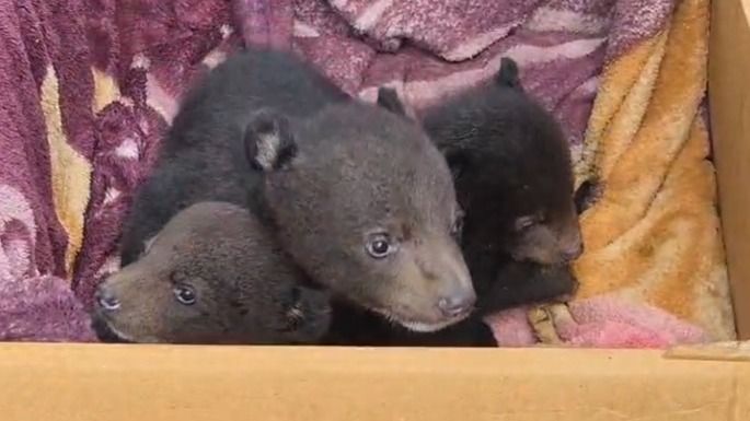 Three bear cubs rescued in Assam's West Karbi Anglong, forest team plans safe release