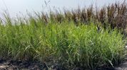Manipur farmer pioneers Napier Grass cultivation, offers sustainable alternative to costly livestock feed Manipur farmer pioneers Napier Grass cultivation, offers sustainable alternative to costly livestock feed