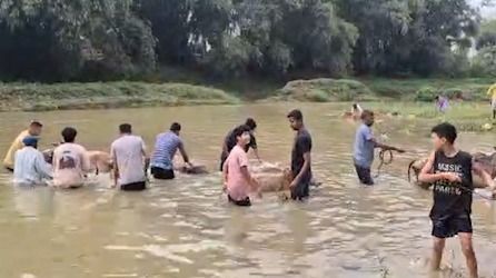 Rongali Bihu begins in Assam's Jorhat with traditional Goru Bihu celebrations
