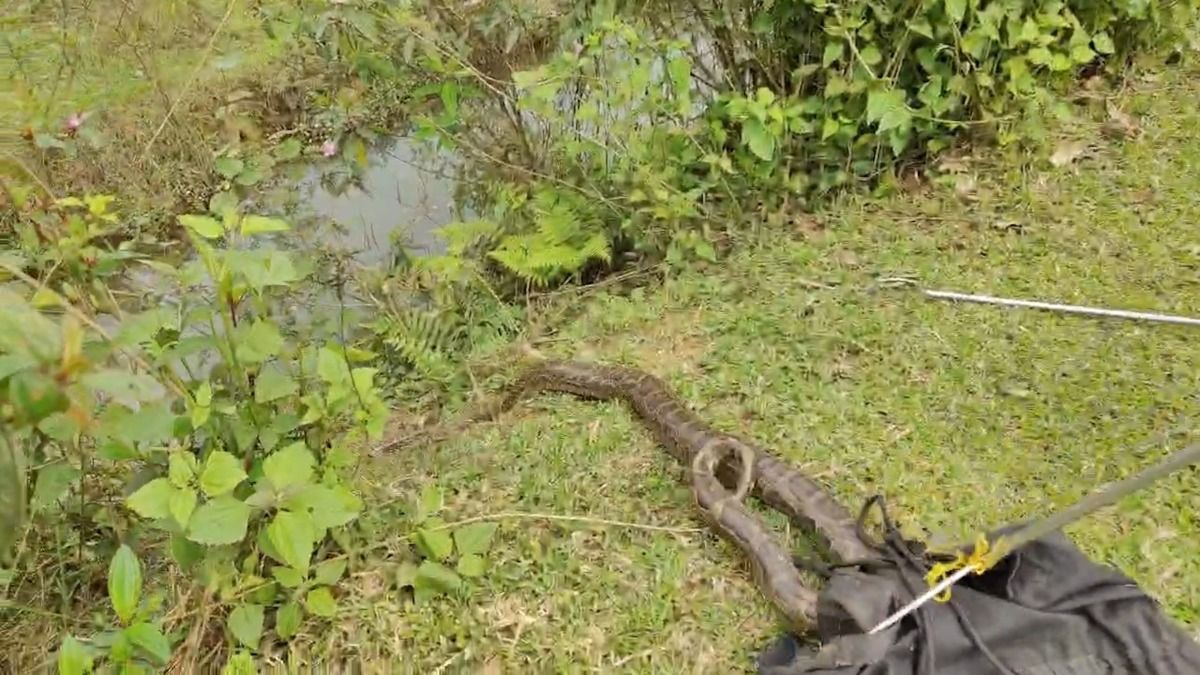 Tinsukia Python Rescue Signals Shifting Local Mindset Towards Wildlife Protection