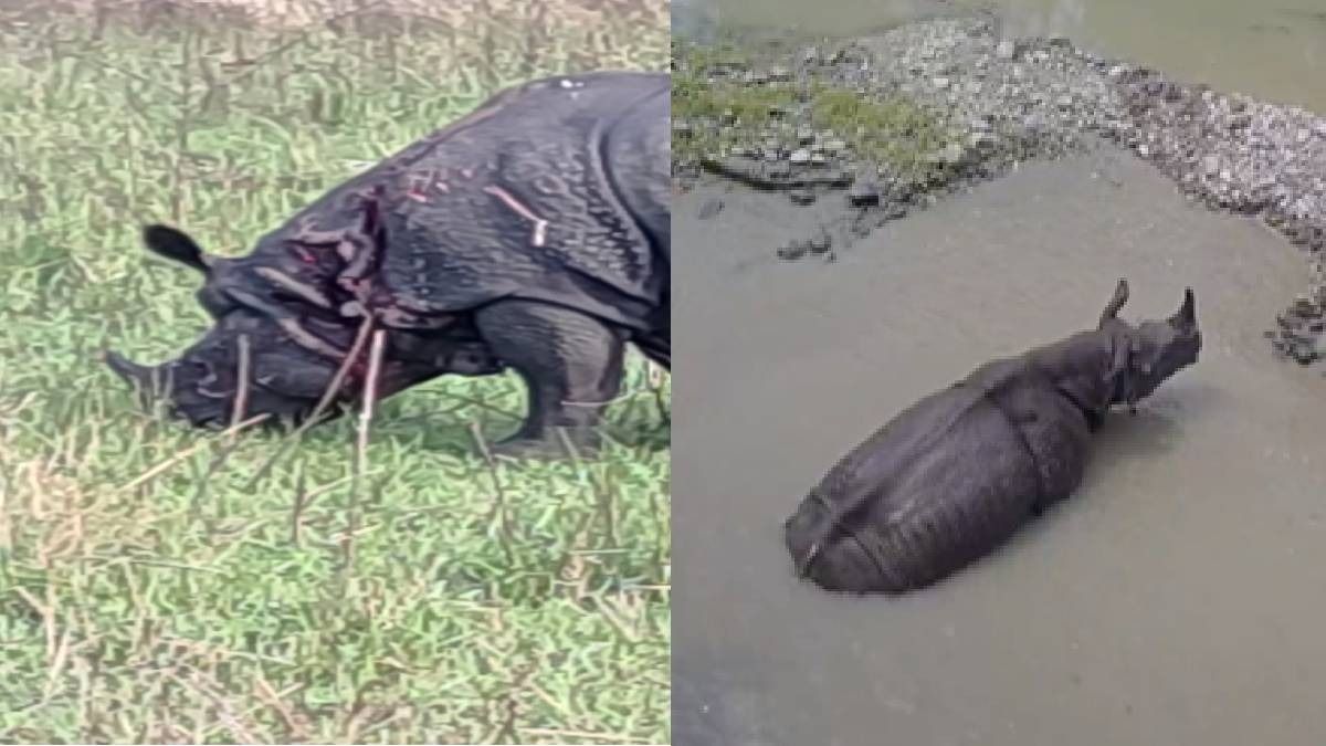 Assam: Rhino succumbs to injuries sustained in clash at Manas National Park