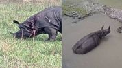 Assam: Rhino succumbs to injuries sustained in clash at Manas National Park Assam: Rhino succumbs to injuries sustained in clash at Manas National Park