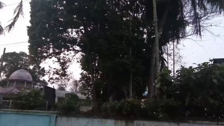 Assam: Doomdooma’s fading green cover raises alarm as residents push for urgent action