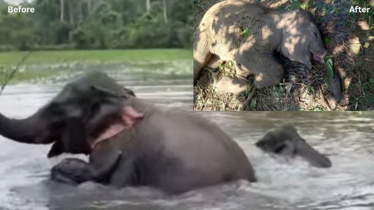  Elephant calf dies after treatment at Doomdooma camp in Assam; Locals allege expired injection