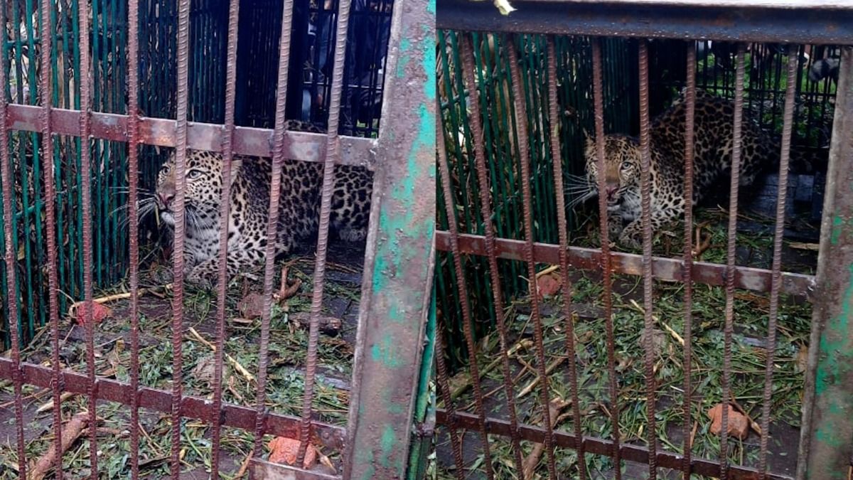 Assam: Leopard Trapped in Doomdooma Tea Estate After Days of Panic; Workers Voice Fear Over Rising Human–Wildlife Conflict