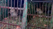 Assam: Leopard Trapped in Doomdooma Tea Estate After Days of Panic; Workers Voice Fear Over Rising Human–Wildlife Conflict Assam: Leopard Trapped in Doomdooma Tea Estate After Days of Panic; Workers Voice Fear Over Rising Human–Wildlife Conflict