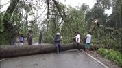 Assam–Arunachal connectivity hit after storm uproots trees in Tinsukia border areas Assam–Arunachal connectivity hit after storm uproots trees in Tinsukia border areas