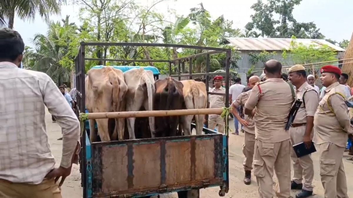 23 cattle seized during anti-smuggling operation in Assam’s Abhayapuri