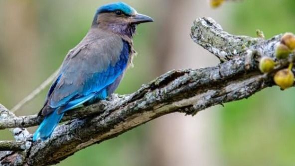 Indian Roller found dead on Bhupen Hazarika Setu, raises ecological concerns