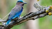 Indian Roller found dead on Bhupen Hazarika Setu, raises ecological concerns Indian Roller found dead on Bhupen Hazarika Setu, raises ecological concerns