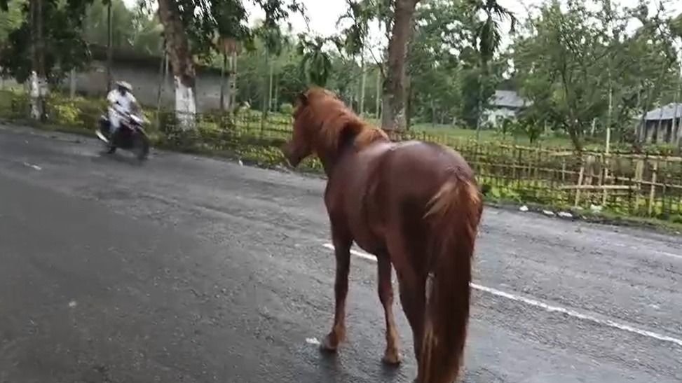 Assam: Flooded Grasslands Displace Dibru-Saikhowa’s Feral Horses onto NH-37