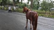 Assam: Flooded Grasslands Displace Dibru-Saikhowa’s Feral Horses onto NH-37 Assam: Flooded Grasslands Displace Dibru-Saikhowa’s Feral Horses onto NH-37