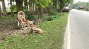 Discarded idols on NH-37 in Assam's Tinsukia raise safety and religious concerns Discarded idols on NH-37 in Assam's Tinsukia raise safety and religious concerns