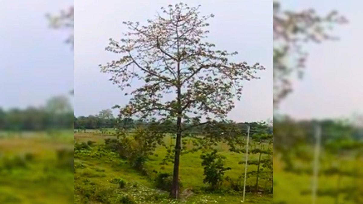 Simolu trees of Assam’s Tinsukia hold promise for eco-tourism, local crafts