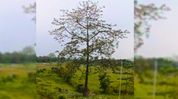 Simolu trees of Assam’s Tinsukia hold promise for eco-tourism, local crafts Simolu trees of Assam’s Tinsukia hold promise for eco-tourism, local crafts