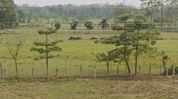 Urban expansion threatens green corridor in Assam's Tinsukia Urban expansion threatens green corridor in Assam's Tinsukia