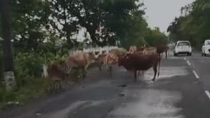 Stray cattle on NH-37 raise safety concerns in Tinsukia