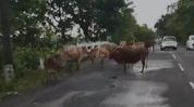 Stray cattle on NH-37 raise safety concerns in Tinsukia Stray cattle on NH-37 raise safety concerns in Tinsukia