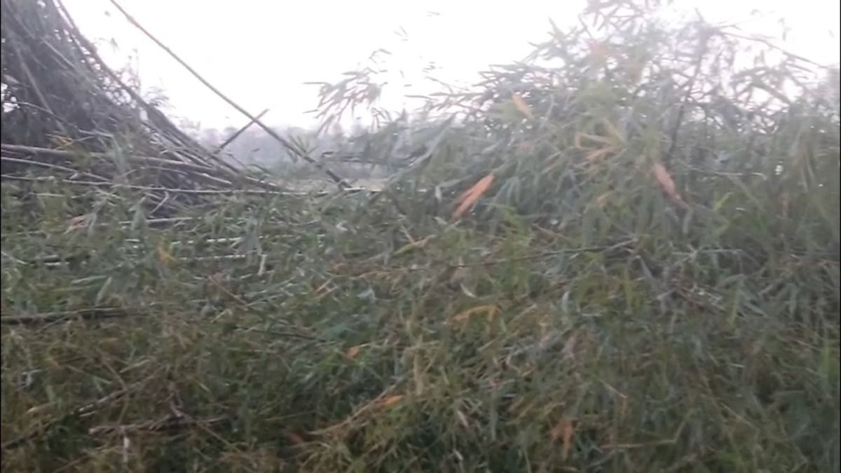 Storm fury devastates bamboo orchards in Upper Assam, livelihoods and ecology hit