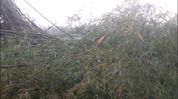 Storm fury devastates bamboo orchards in Upper Assam, livelihoods and ecology hit Storm fury devastates bamboo orchards in Upper Assam, livelihoods and ecology hit