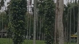 Black pepper cultivation gains ground in Assam’s Tinsukia tea gardens