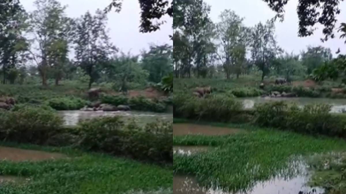 Assam: Wild elephant herd wreaks havoc in Boko villages, banana and betel nut plantations destroyed